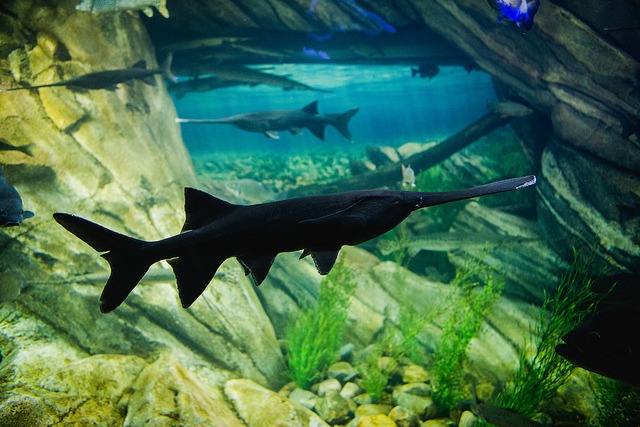 Luitstuur  (Mississippi paddlefish)