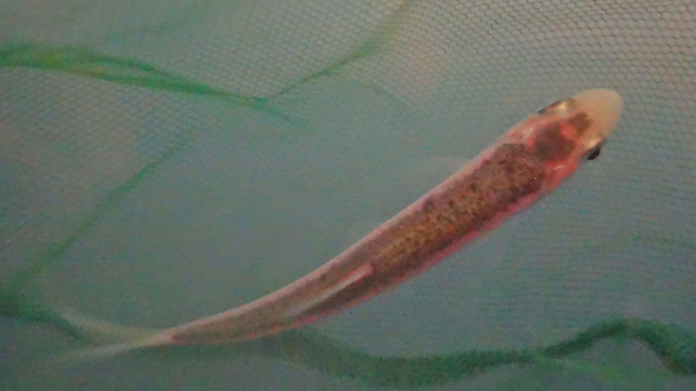 Sinine säinas, Leusciscus idus orfus blue, ilukala müük