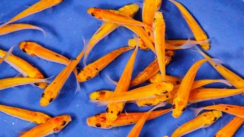 kuldne linask, tinca tinca gold, golden tench, ilukala müük