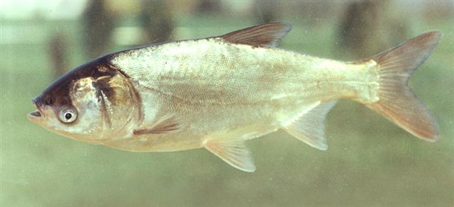 pakslaup, (Silver carp) Hypophthalmichthys molitrix, толстолобик, toidukala müük