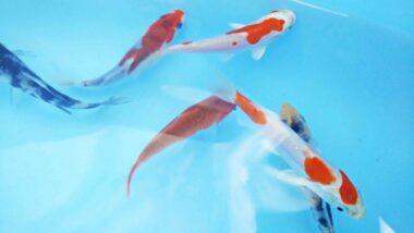 Tiigikalad: värvilised koi karpkalad Saksamaalt