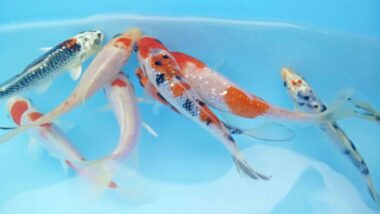A klassi koi