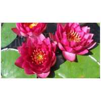 Nymphaea James Brydon