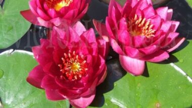 Nymphaea James Brydon