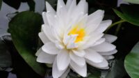 Nymphaea Gonnere