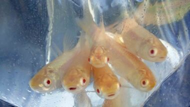 Albiino valgeamuur