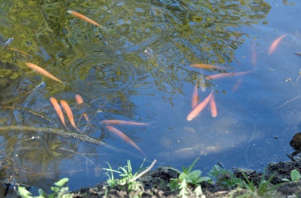 Löwenruh’ pargi tiiki hoiavad korras nüüd ka kalad