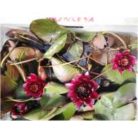 Black Princess nymphaea
