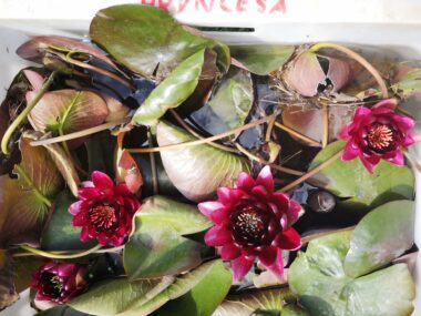 Black Princess nymphaea