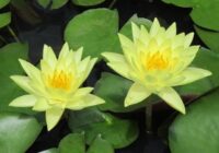 Nymphaea Joey Tomocik