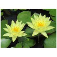 tomocik Nymphaea