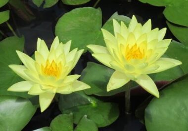 tomocik Nymphaea