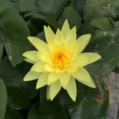 tomocik Nymphaea