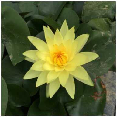 tomocik Nymphaea
