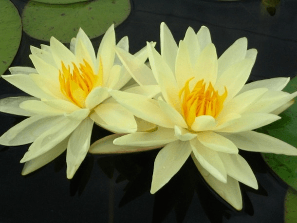 yellow sensation nymphaea