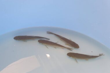 Valgeamuur, белый амур, grass carp, Ctenophanyngodon idella