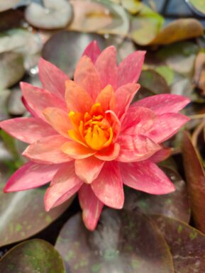 Nymphaea Wanvisa