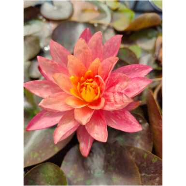 Nymphaea Wanvisa