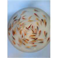 A klassi koi karp