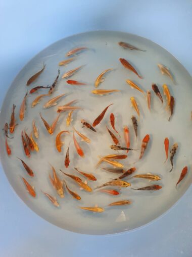 a koi