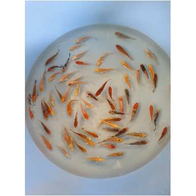 A klassi koi karp