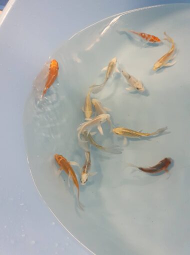 pikauimeline koi