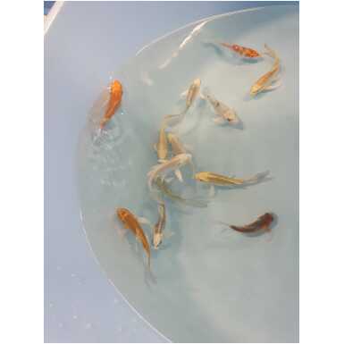 pikauimeline koi