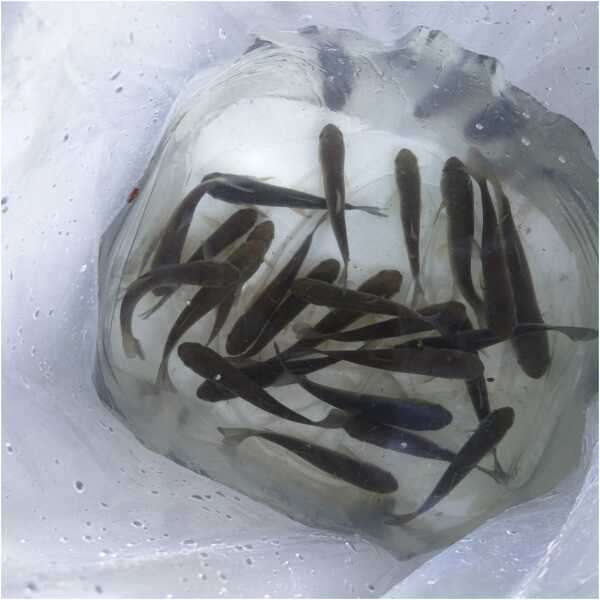 Valgeamuur (Ctenophanyngodon idella)