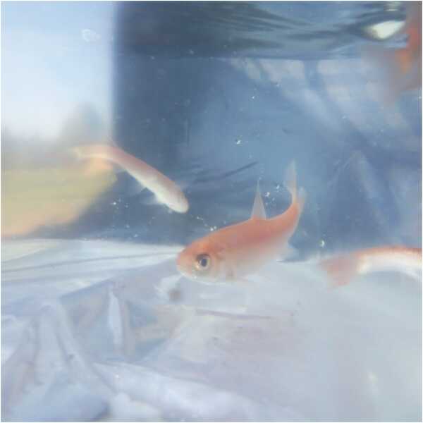 säinas