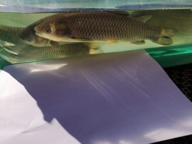 Valgeamuur, белый амур, grass carp, Ctenophanyngodon idella