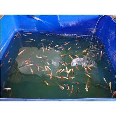 koi karpkala