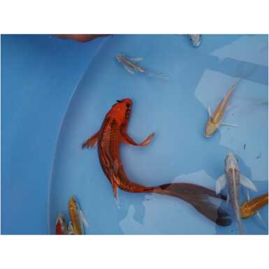 Butterfly koi - Image 4