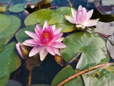 Nymphaea Attraction