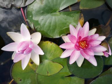 Nymphaea Attraction