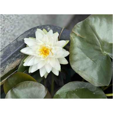 Nymphaea Gonnere