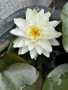 Nymphaea Gonnere