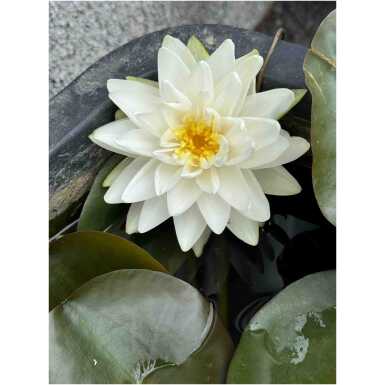 Nymphaea Gonnere