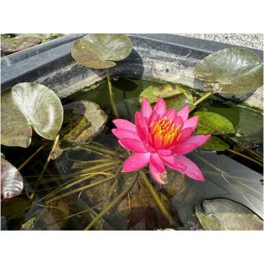 Nymphaea Wanvisa