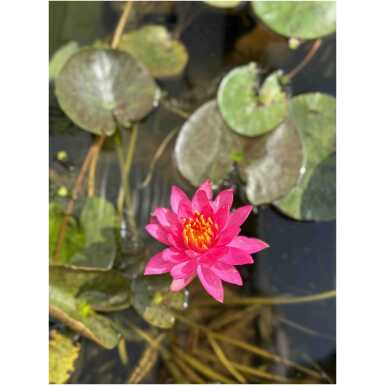 Nymphaea Wanvisa