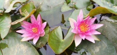 Nymphaea Attraction