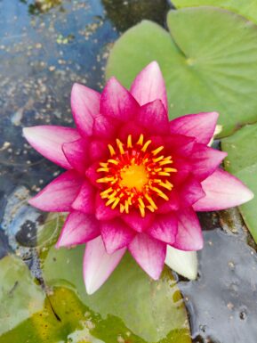 Nymphaea Attraction