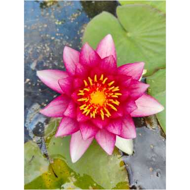 Nymphaea Attraction