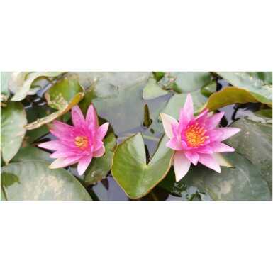 Nymphaea Attraction