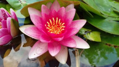 Nymphaea Attraction