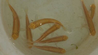 albiino valgeamuur