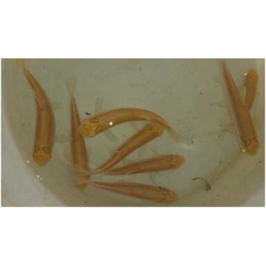 albiino valgeamuur