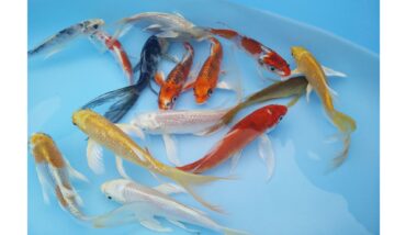 butterfly koi