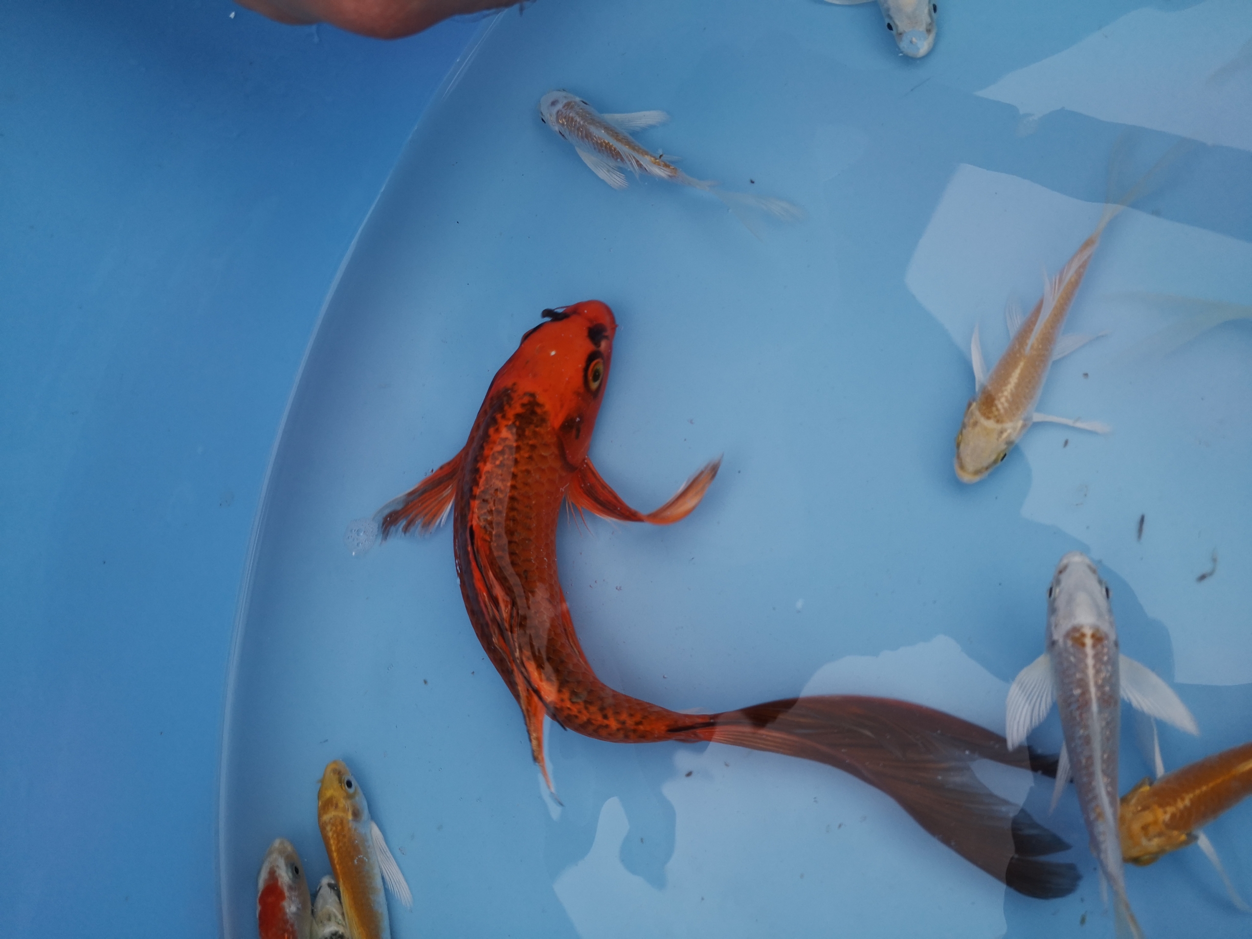 Butterfly koi - Image 4