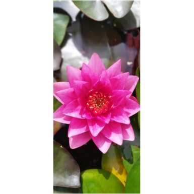Nymphaea James Brydon