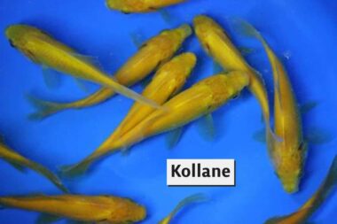 kollane kuldkala